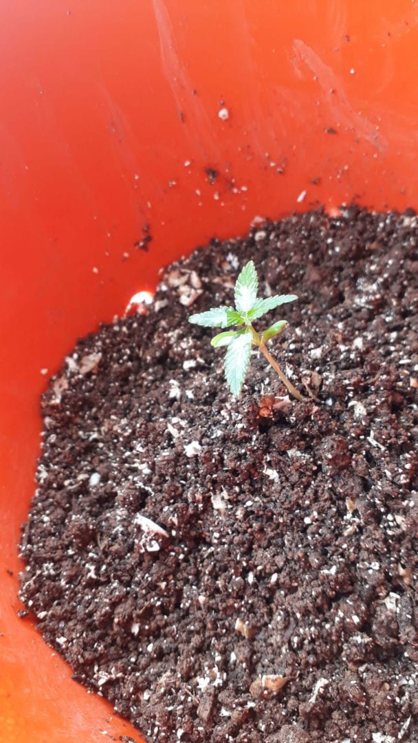 prenseeds