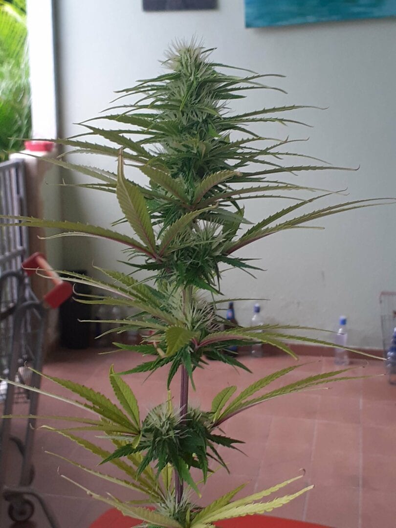 primeiro-cultivo