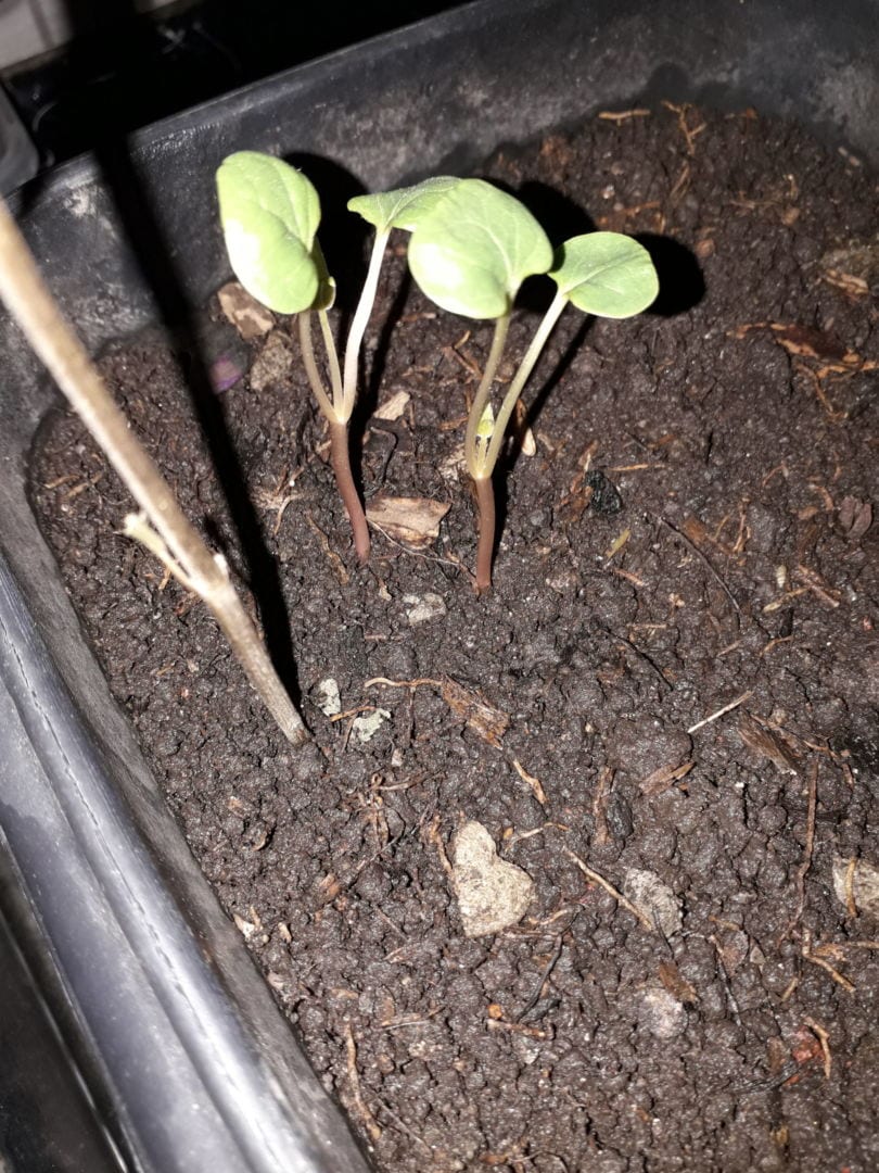 cannabis085