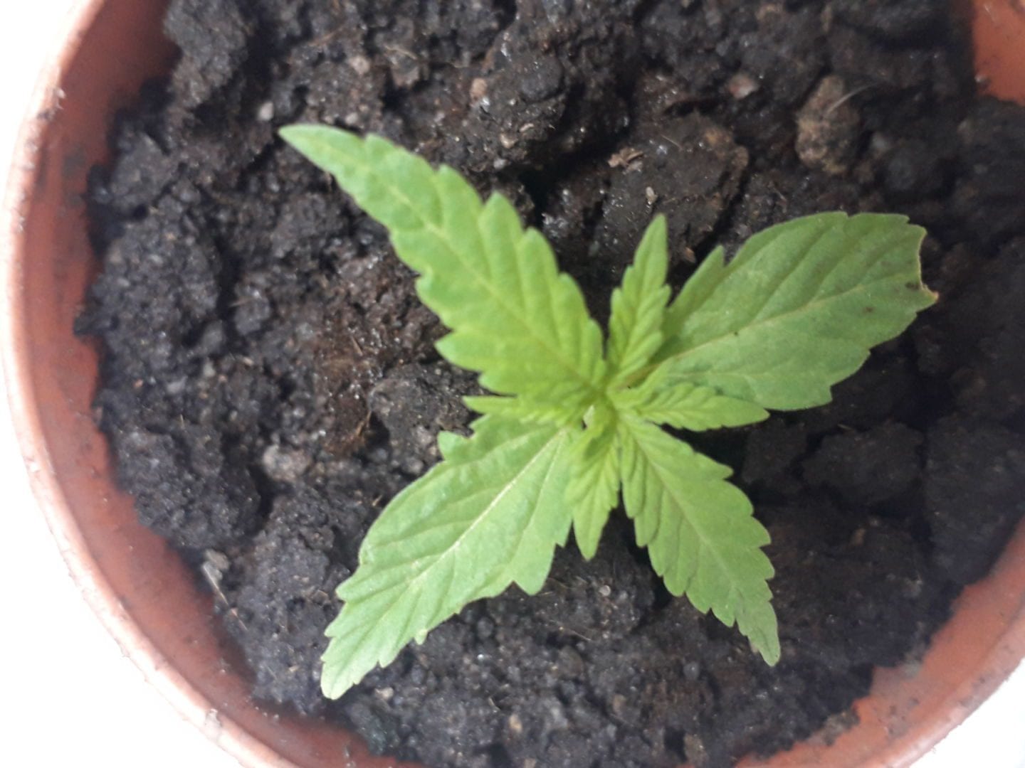 primeiro-cultivo-outdoor
