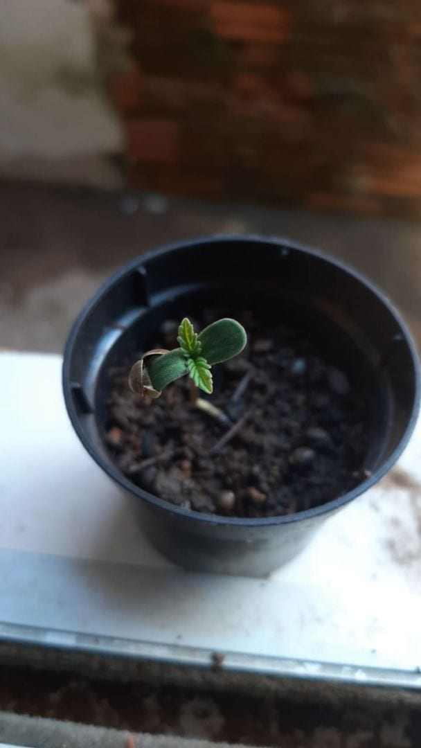 dirio-da-maconha