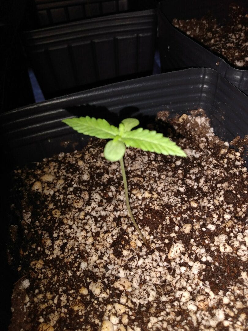 lemon-skunk