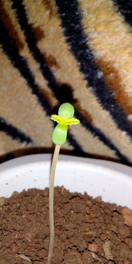 1-planta