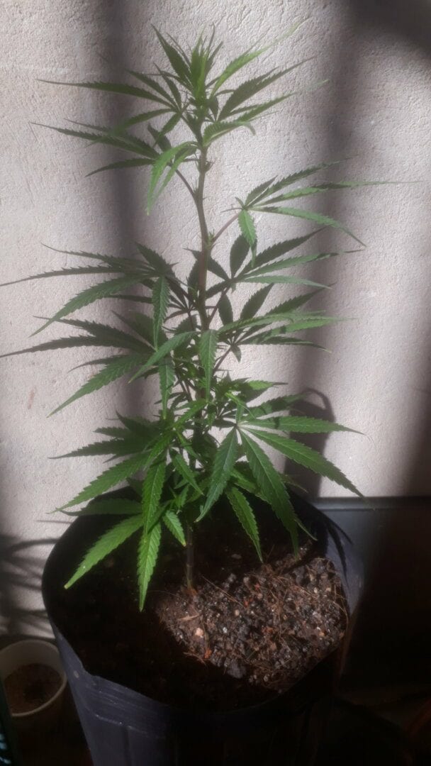 plantar-pra-no-comprar