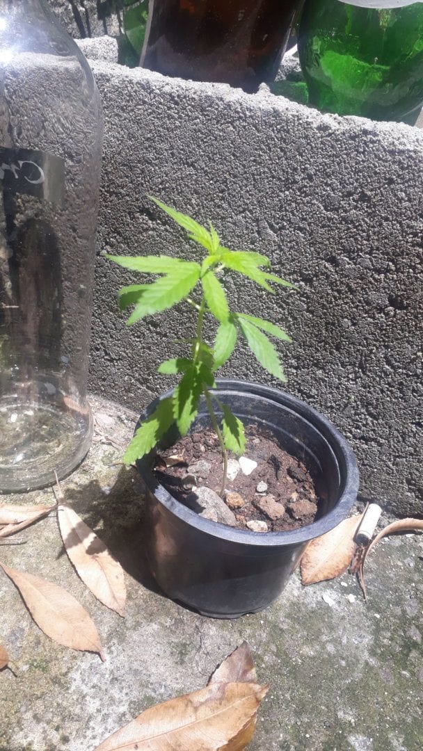 ganjahman