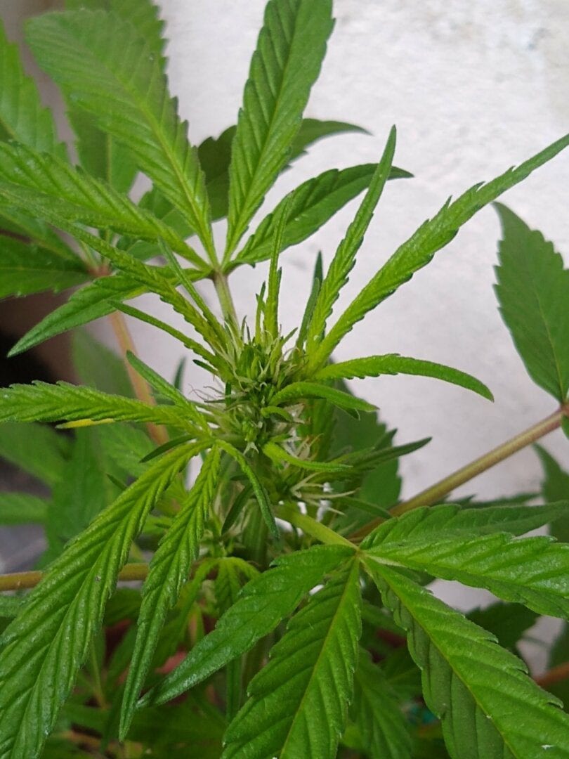 primeiro-cultivo