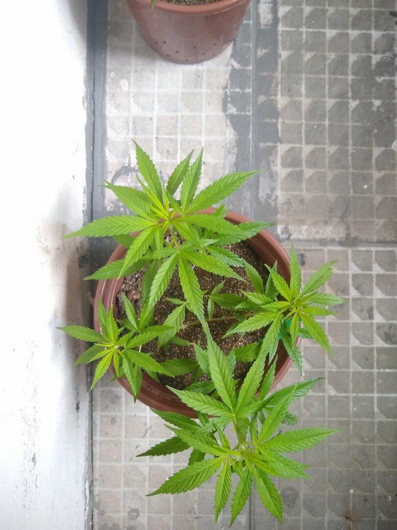 tentativa-no-algodo