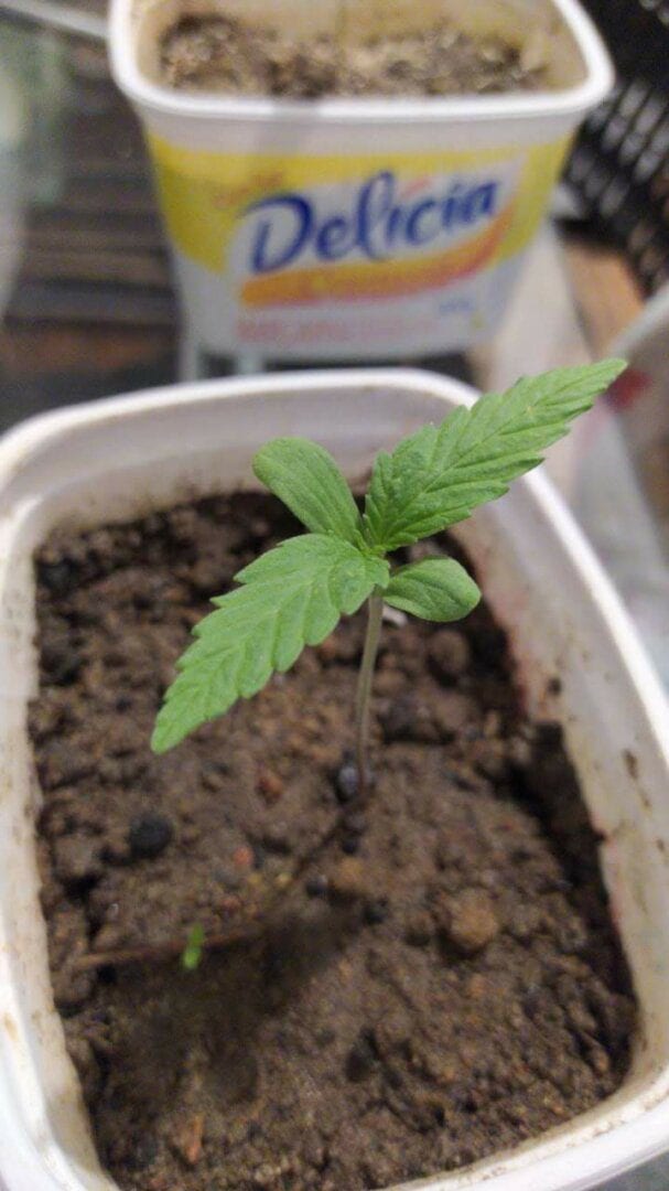mary-jane