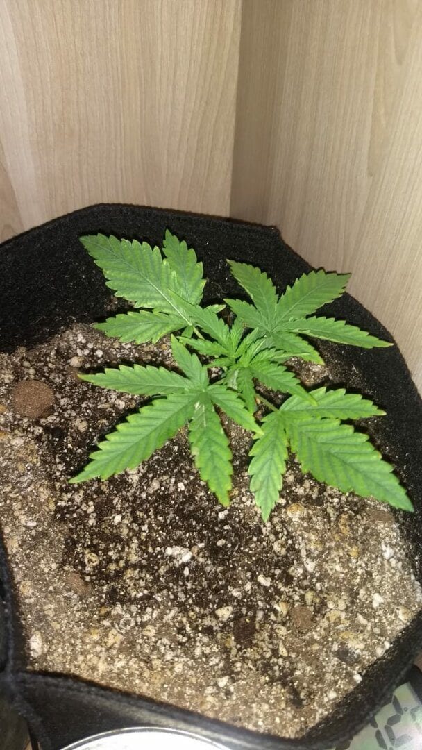 prenseed-na-sorte