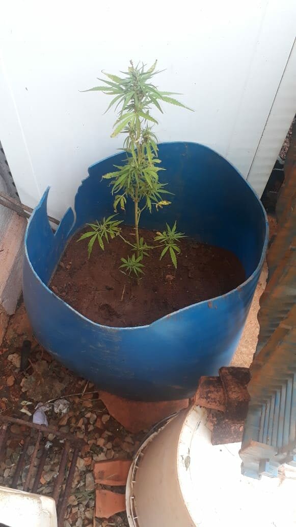 maryjane