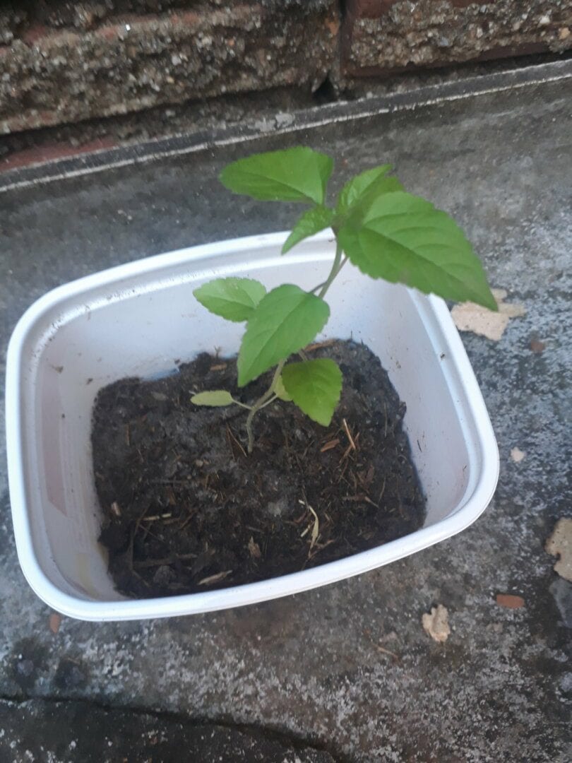 primeiro-cultivo