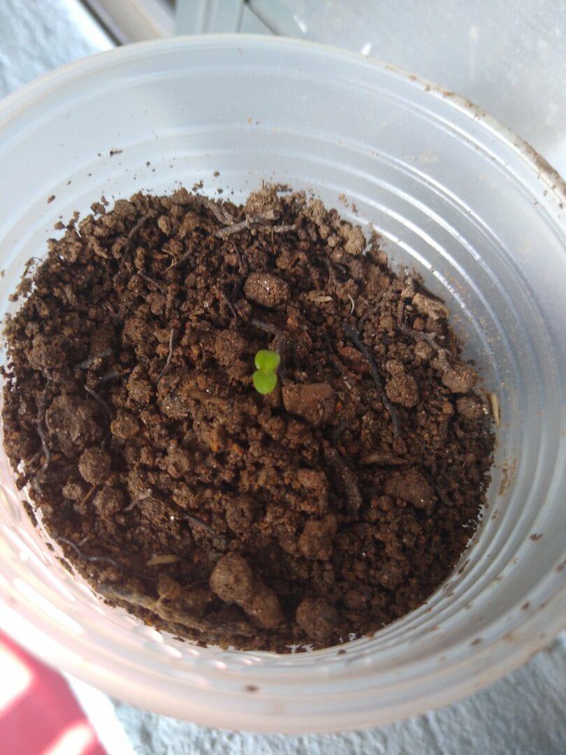 primeiro-cultivo