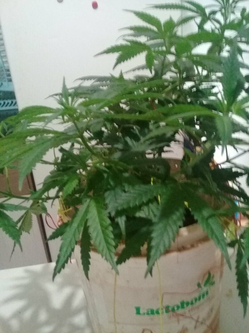 primeiro-cultivo