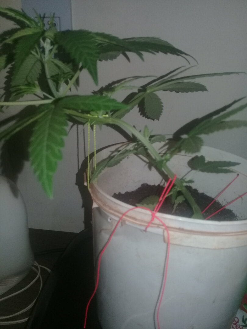 irm-da-margarida