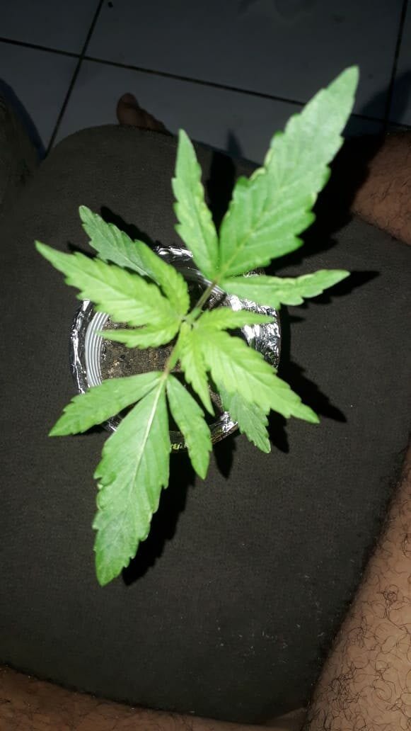 prenseed