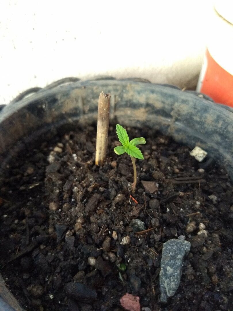 primeiro-cultivo-outdoor-prenseeds