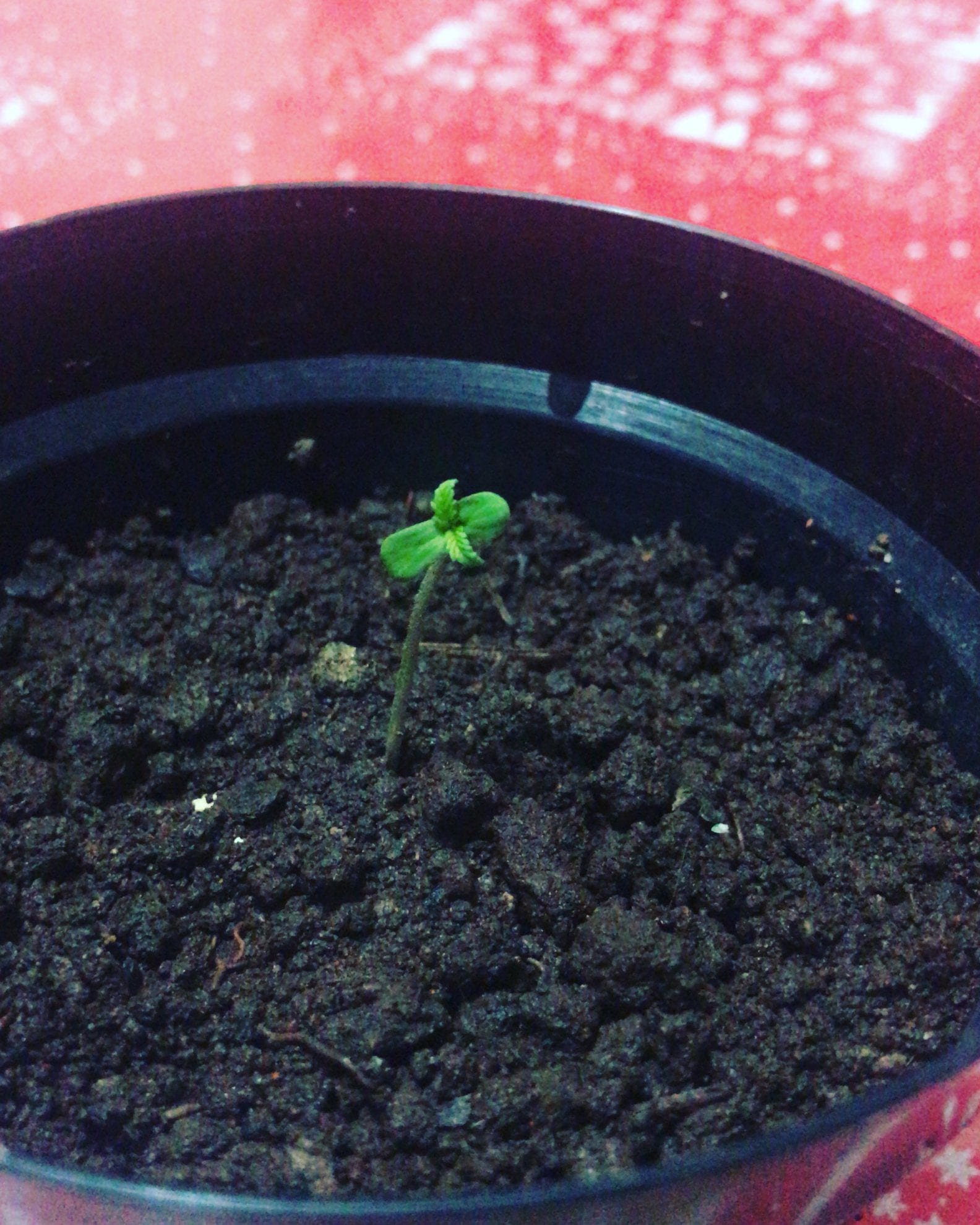 alfredannabis