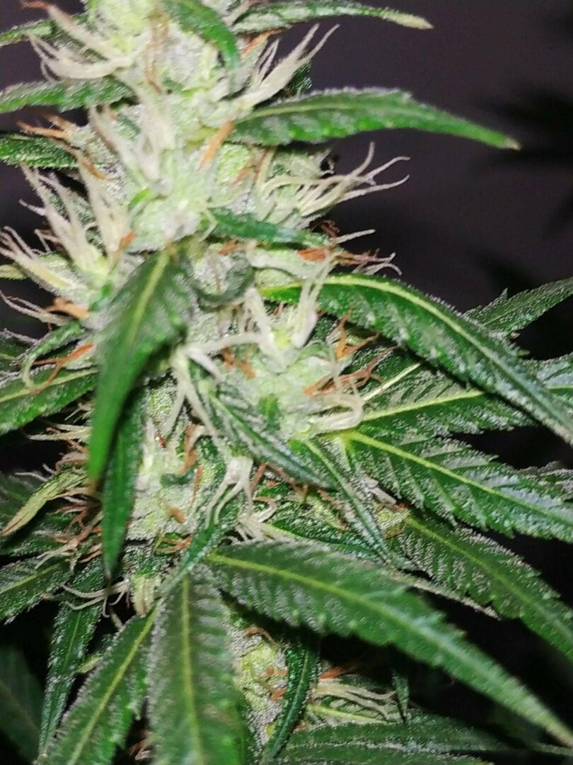 maconha-sua-linda