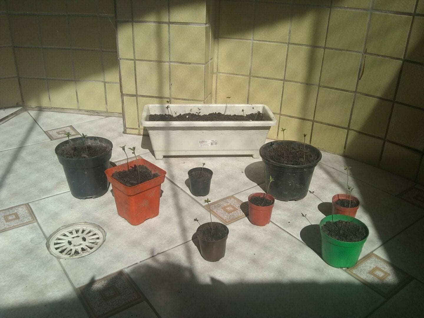 1-cultivo