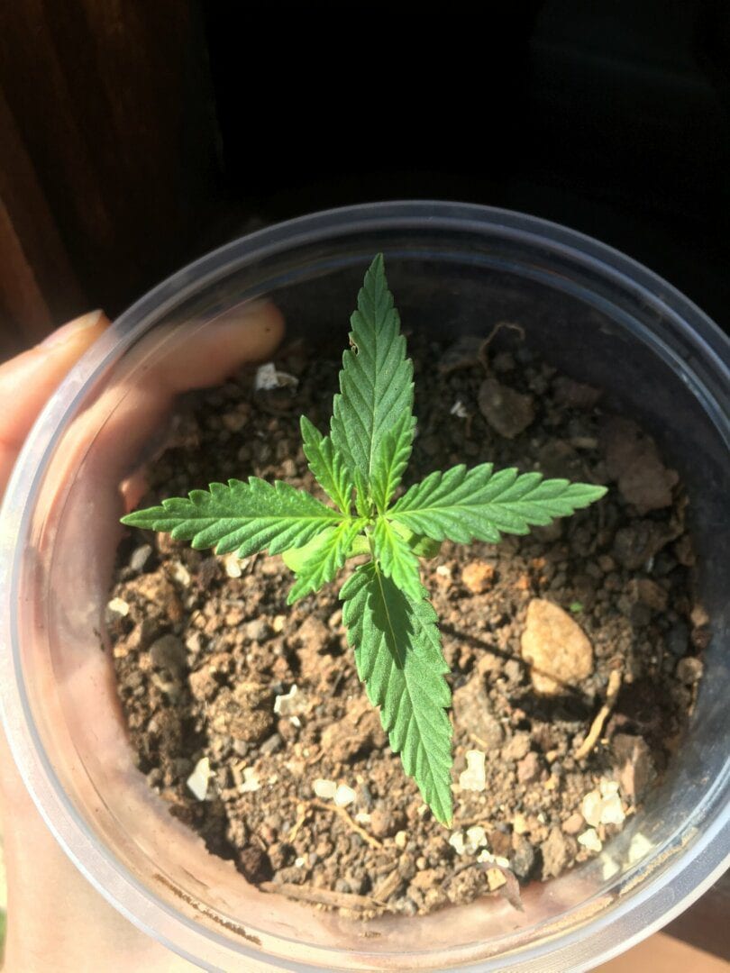sativeira