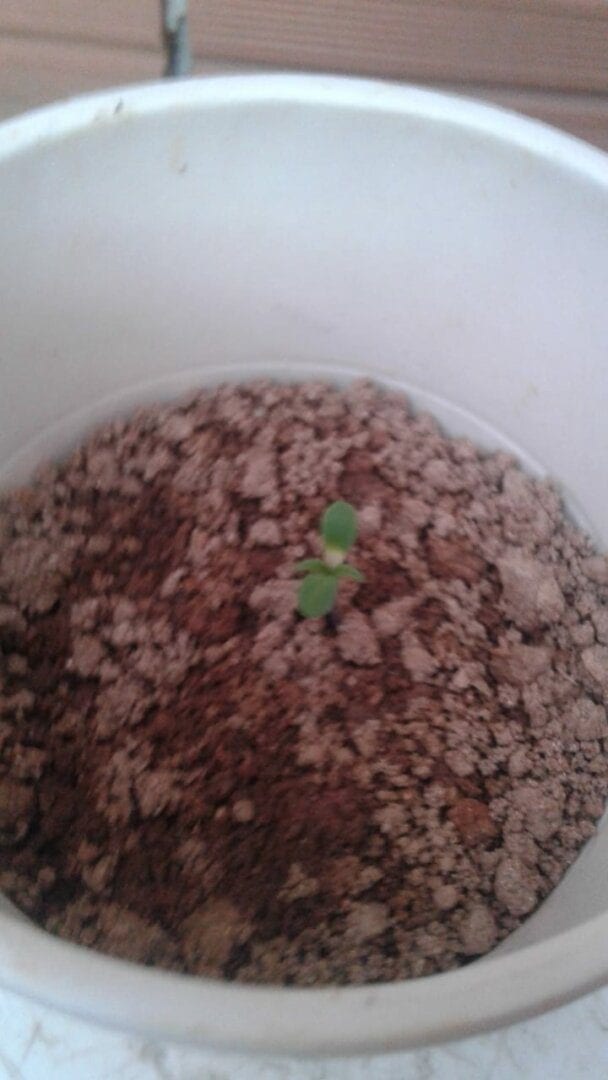 cultivo