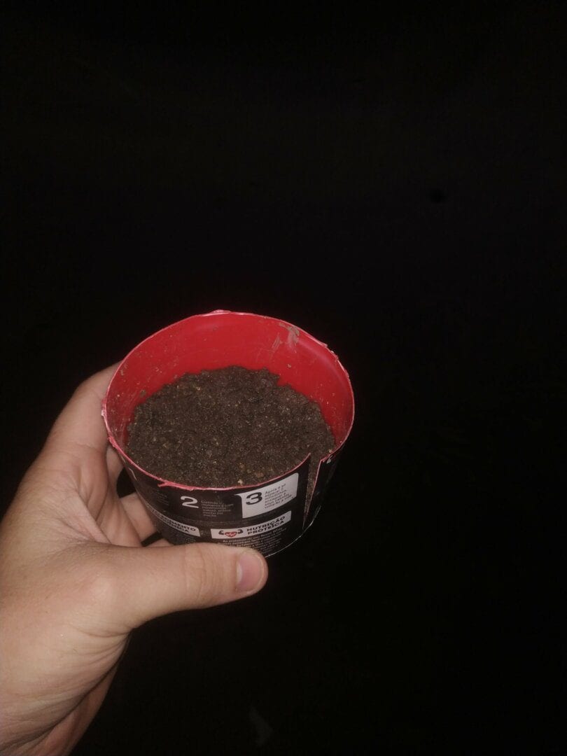 primeira-plantita