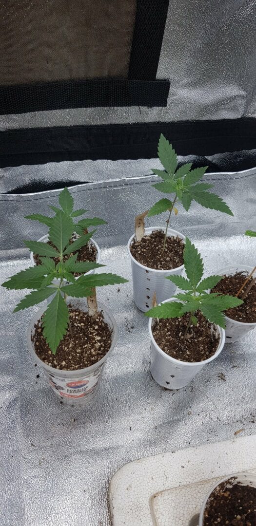 oitavo-cultivo