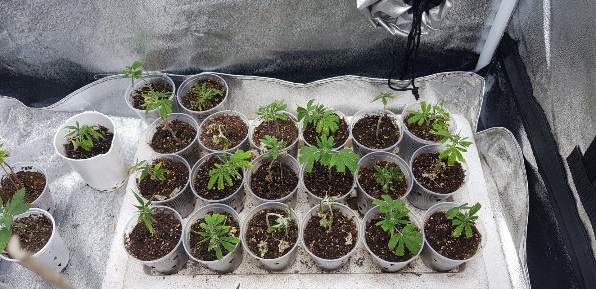 clones-do-gela