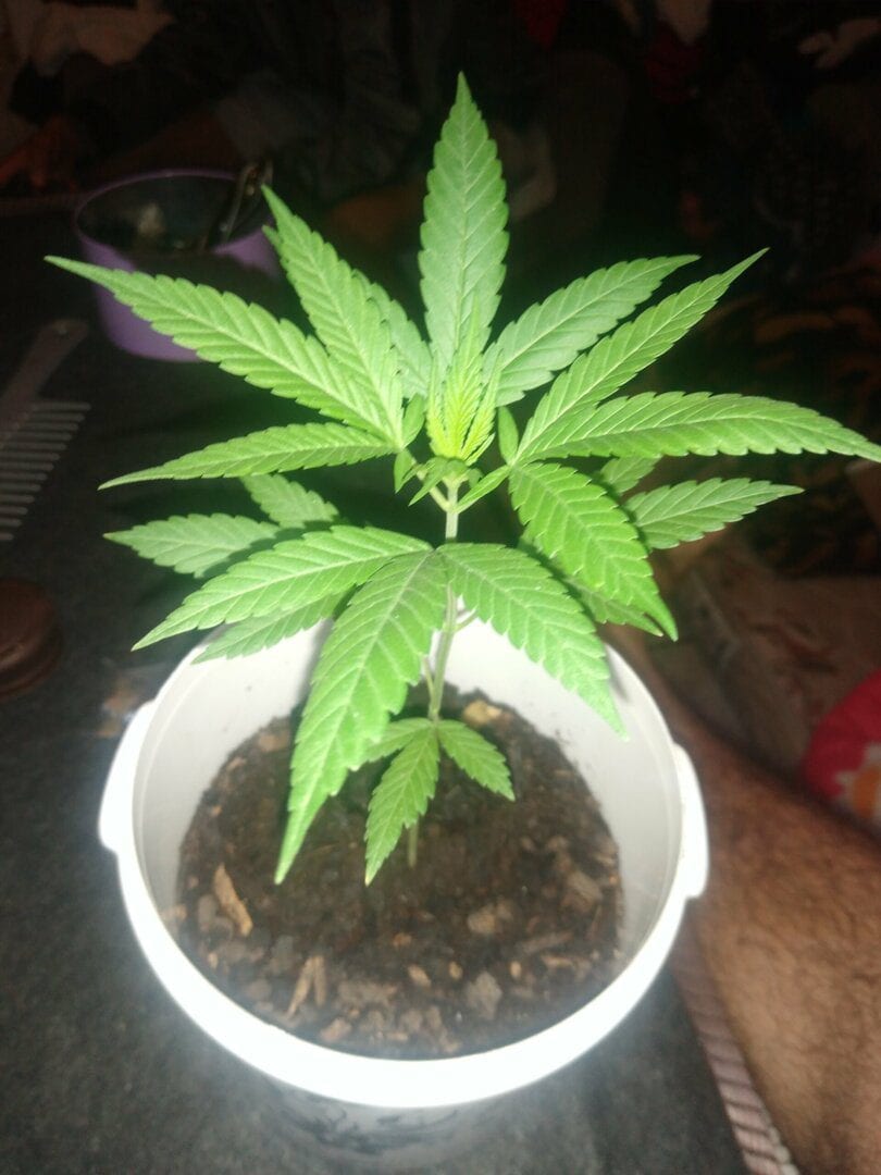 meu-primeiro-cultivo