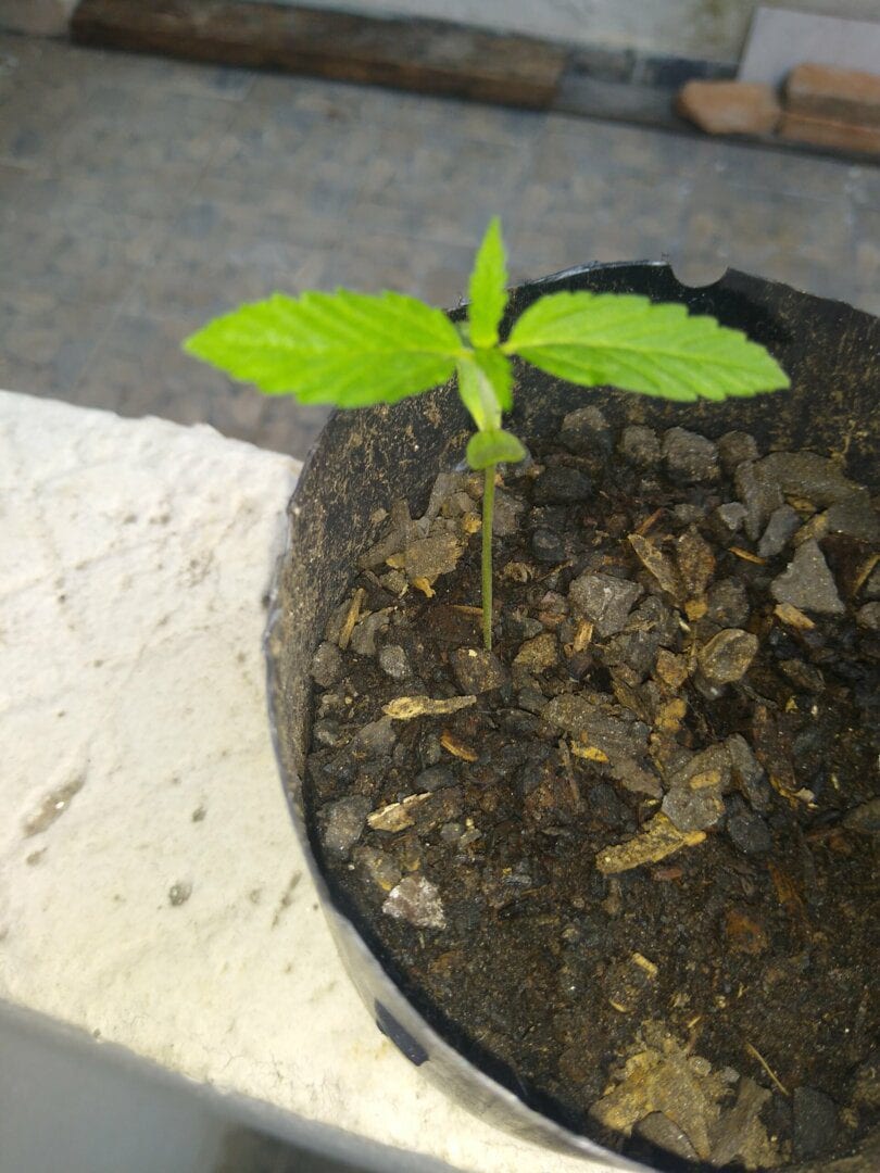 primeiro-cultivo-planta-2
