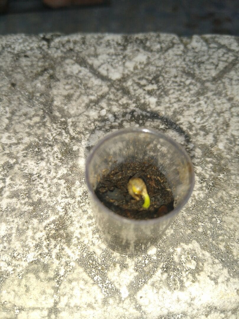 meu-primeiro-cultivo-special-disel