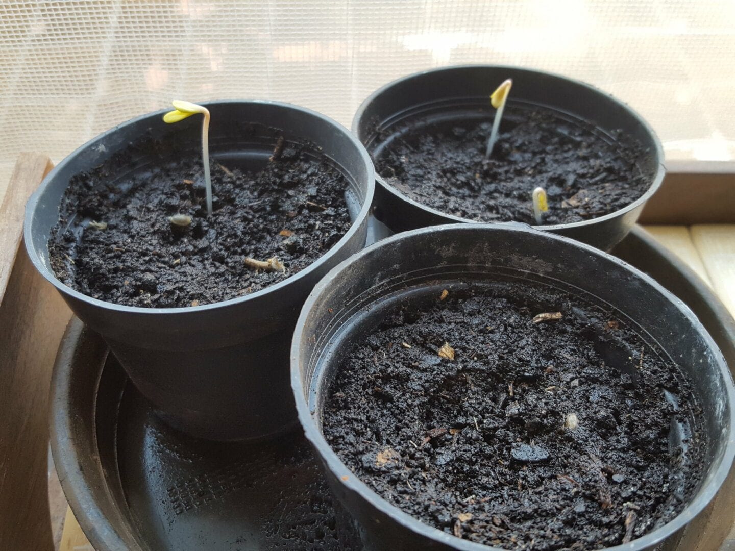 primeira-plantinha-da-lista-