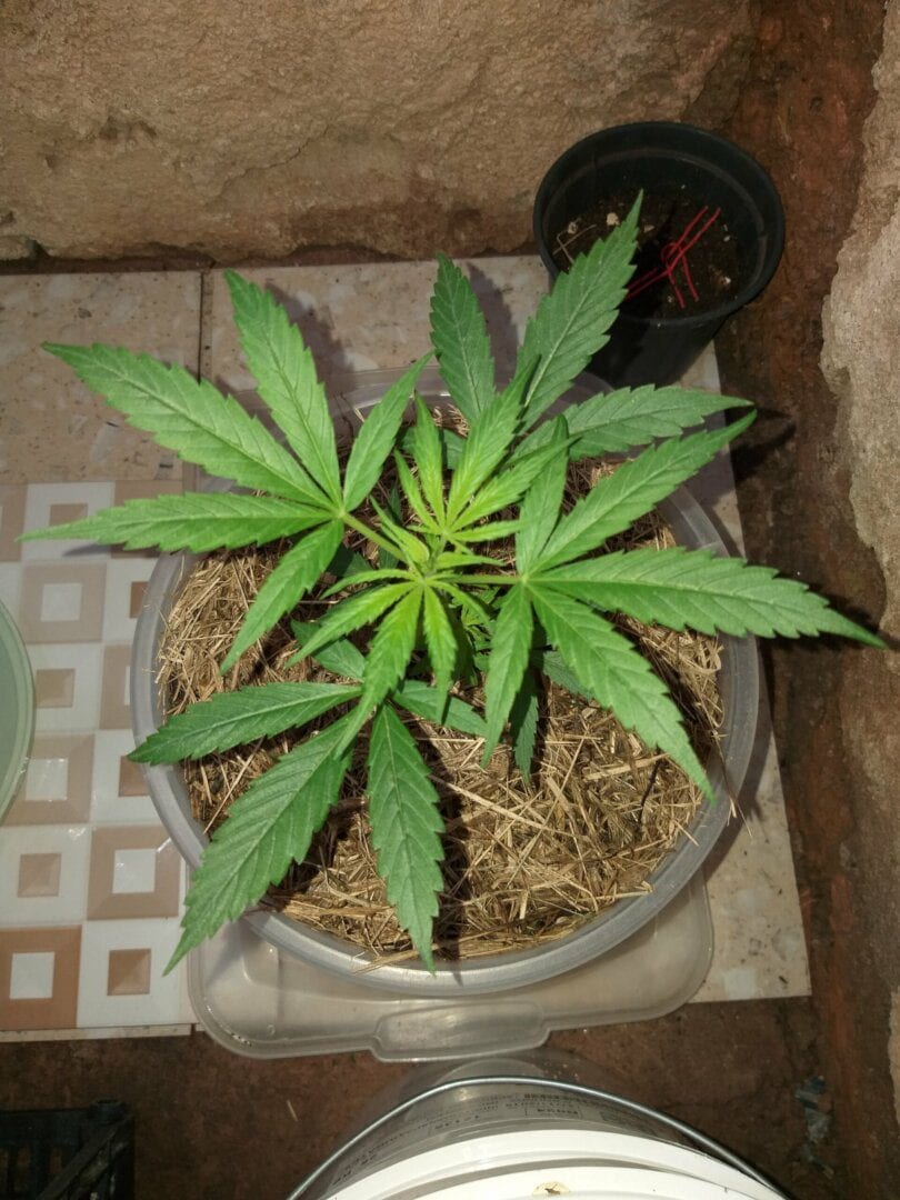 prenseeds-001