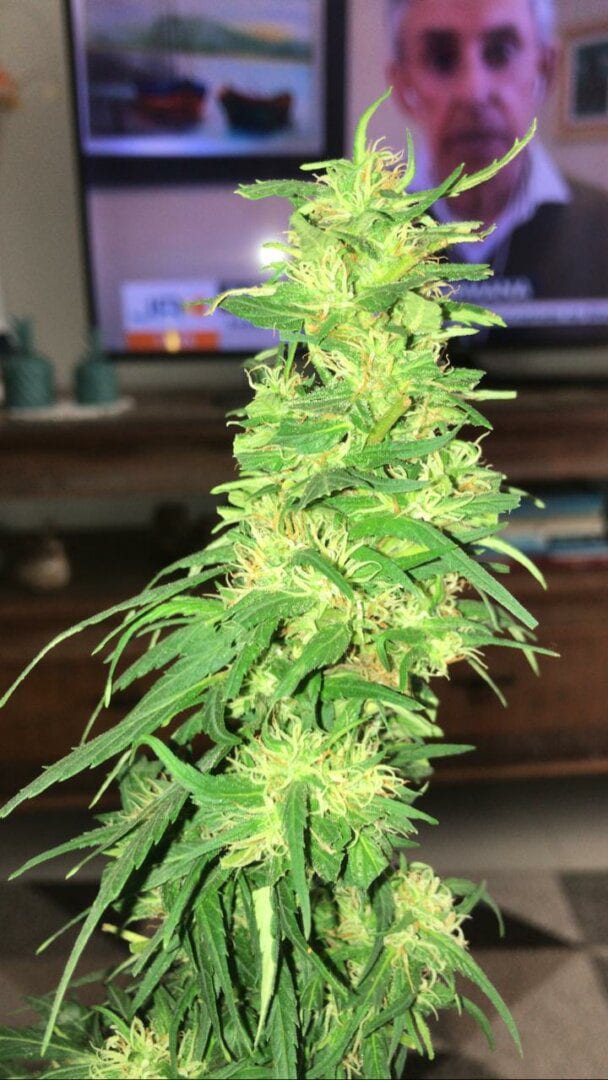 primeiro-cultivo-semente-de-prensado