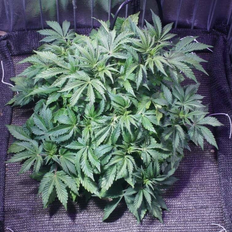 Como plantar maconha em casa em 2 meses