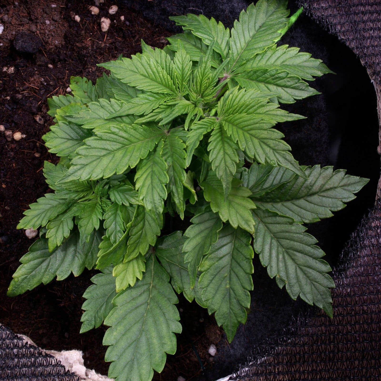 Como Plantar Maconha em Casa - Guia Completo