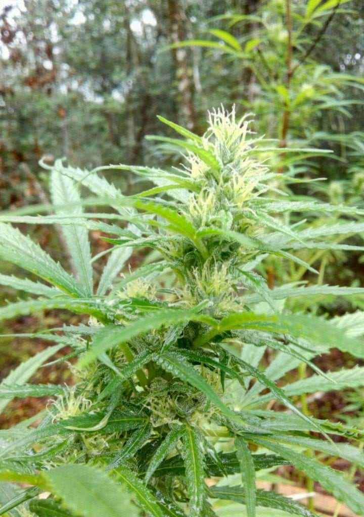 Pé de maconha - Fotos e dicas de cultivo