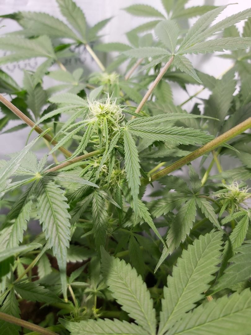Como plantar semente de prensado