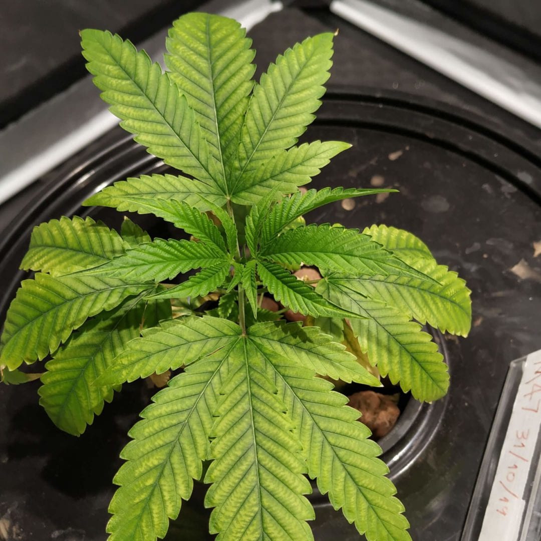 Deficiência de Magnésio no cultivo da maconha