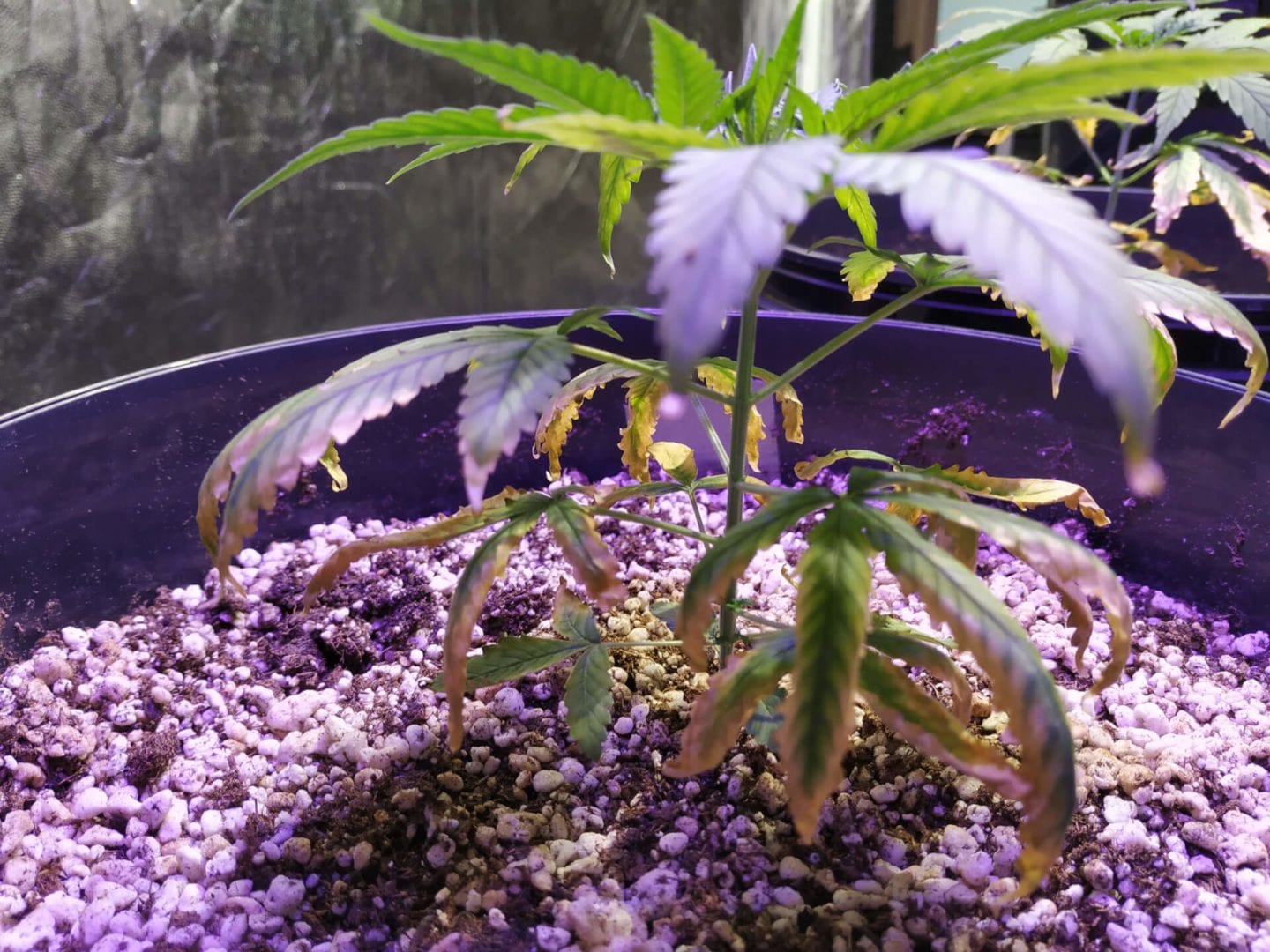 Questionário para solução de problemas no plantio da maconha