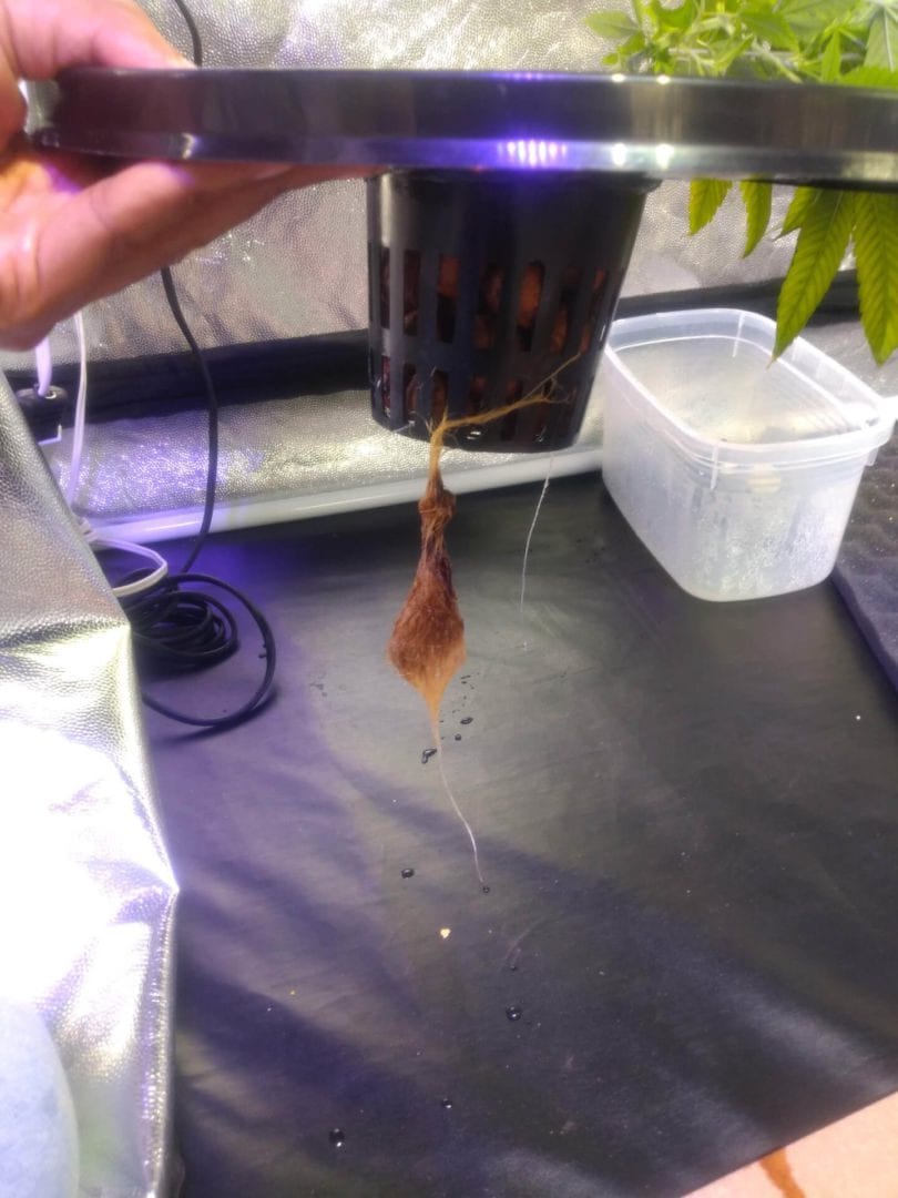 Problema no pé de maconha com raiz podre