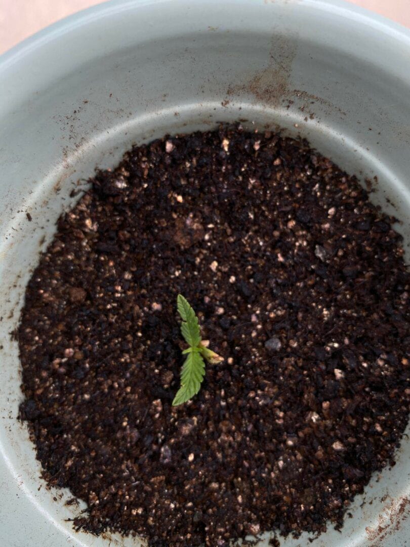 1-cultivo-tangerine-kush