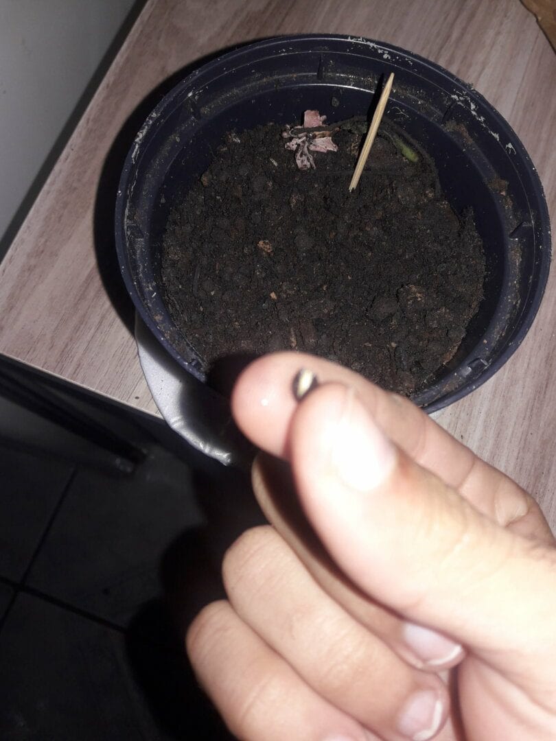 primeiro-cultivo
