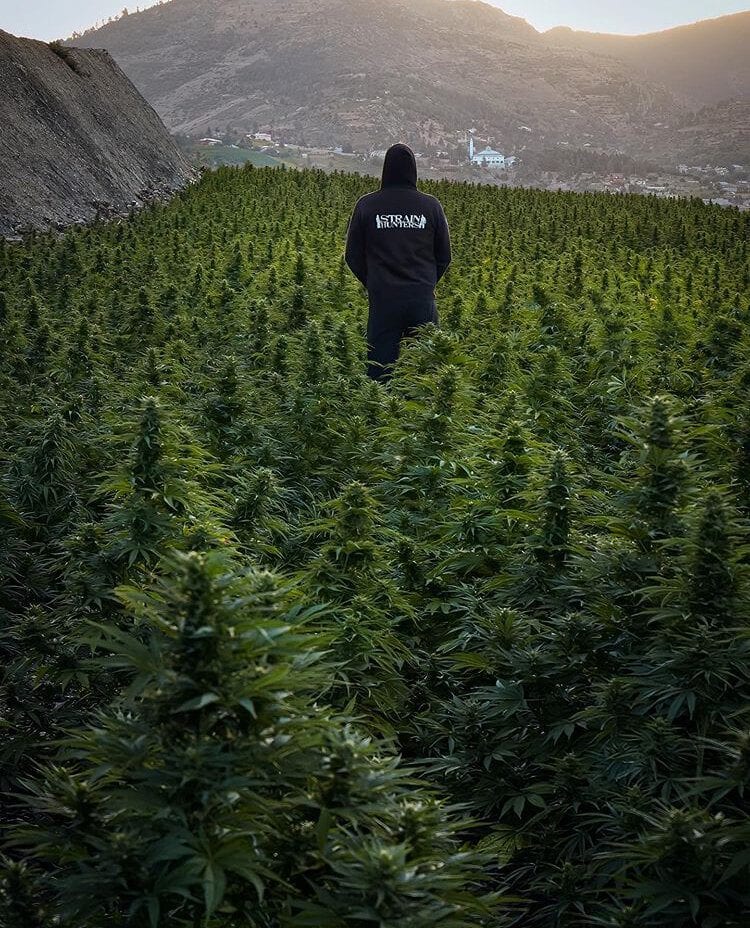 primeiro-plantio