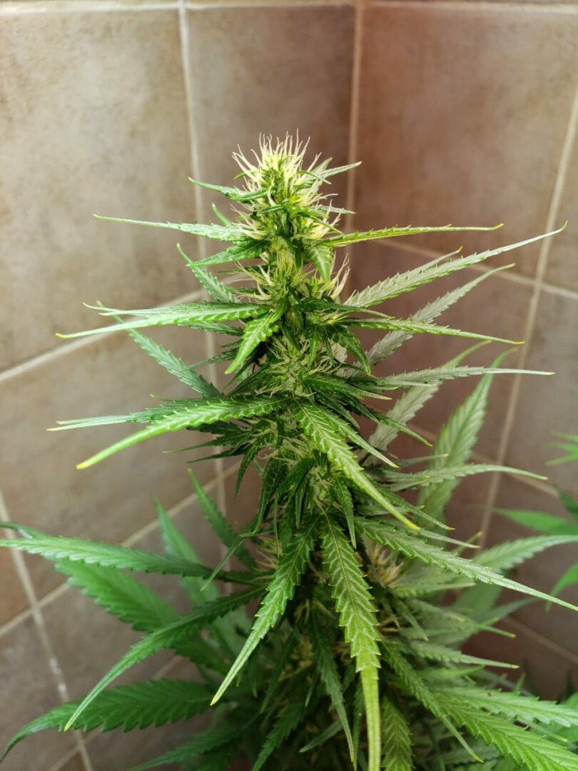 colombian-gold