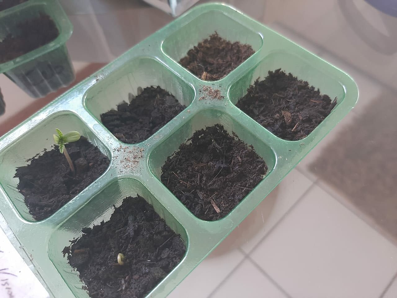 primeiro-plantio