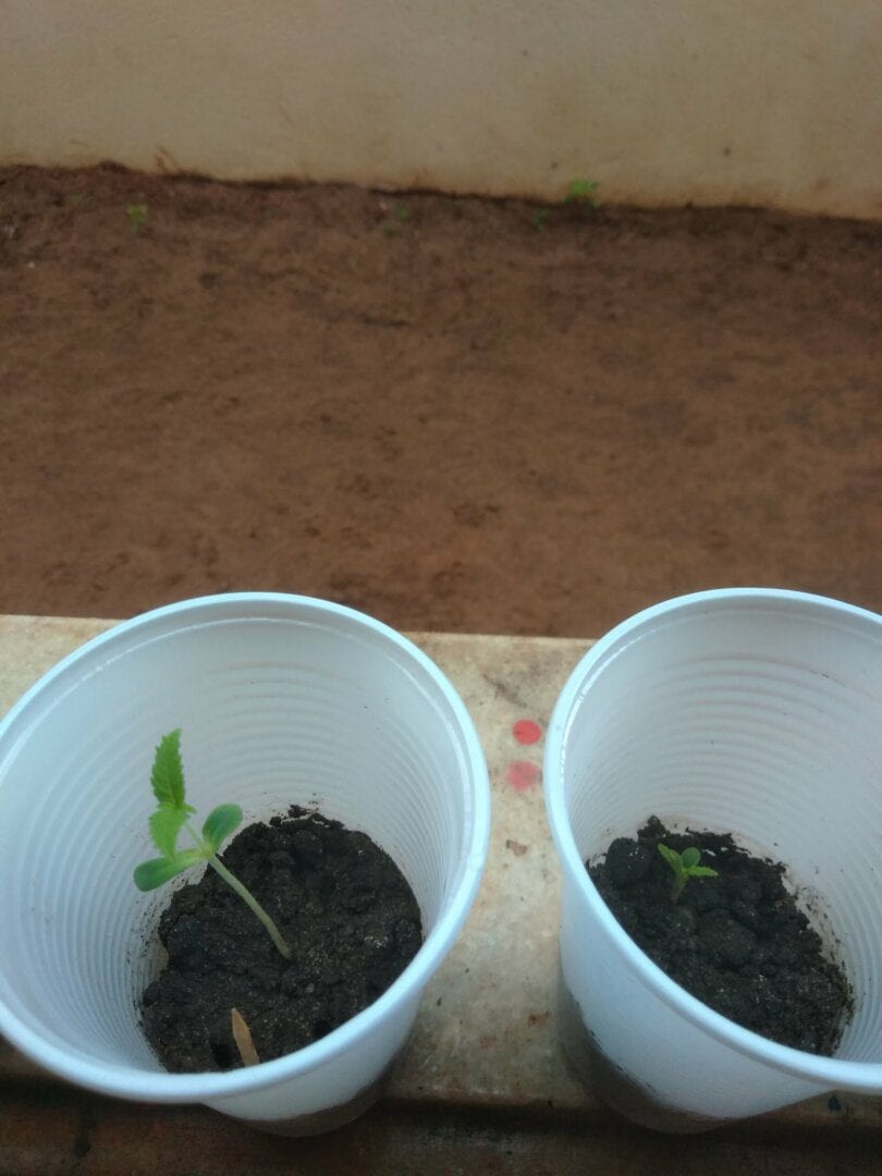 primeira-planta