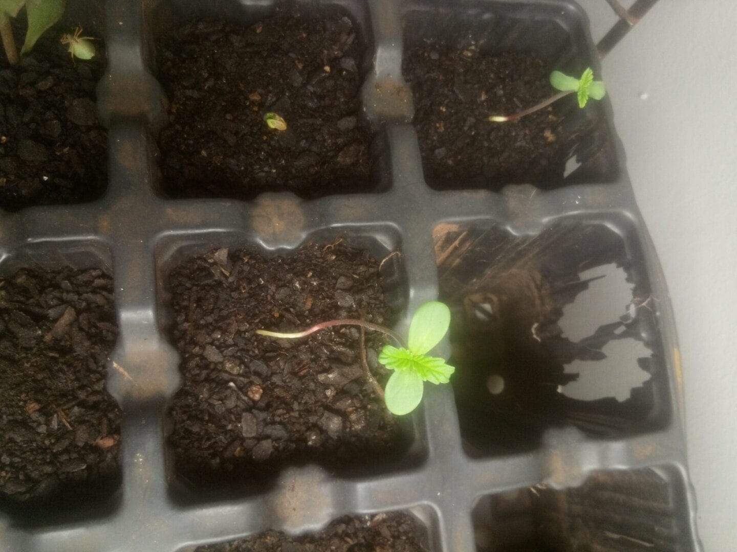 bebs