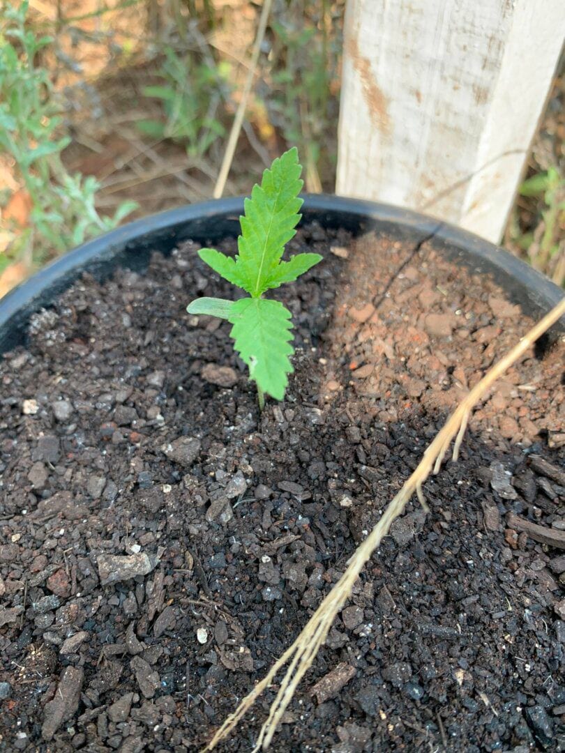 Bebezinha?
