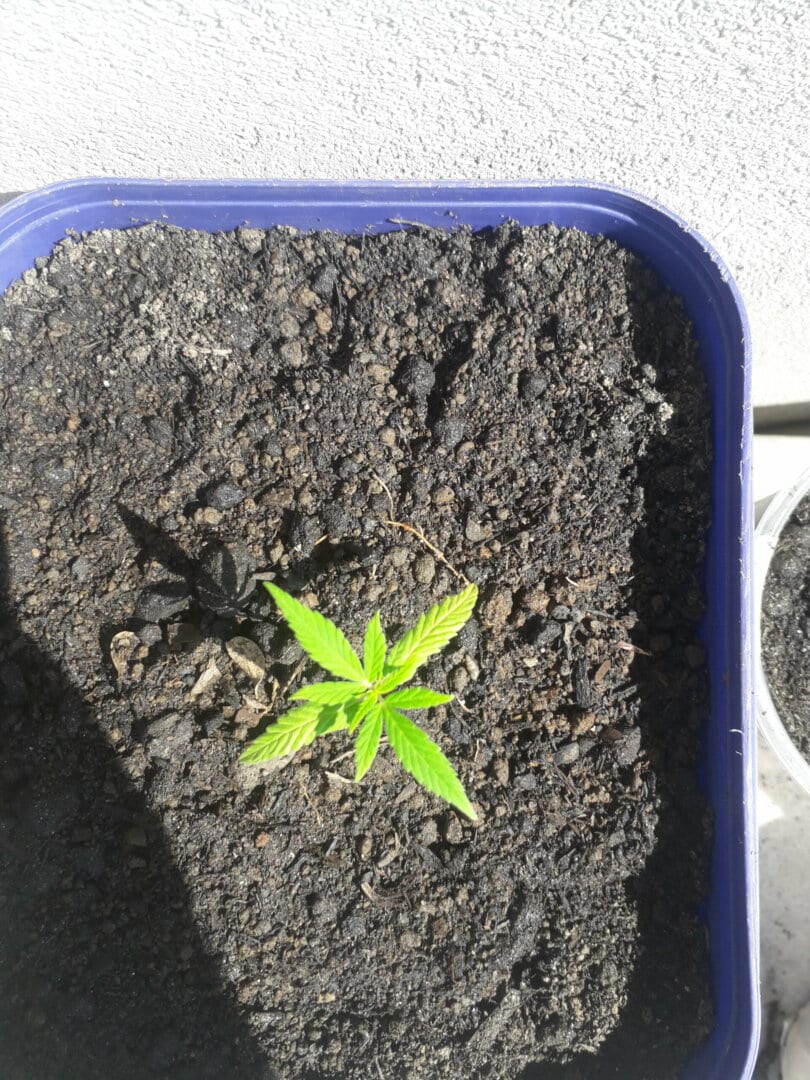 plantaao-do-acaso